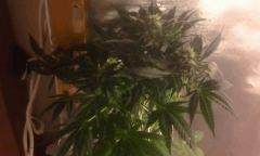 Flo 50 Skunk 1
