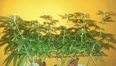 scrog california dream