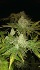 big bud + 57