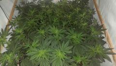cob chinoise 7 jour de 12 /12