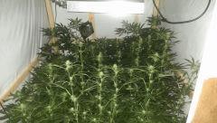 400w +35