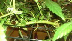 scrog california dream