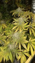 big bud + 60
