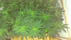 ml sur 3 skywalker  4 colas