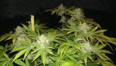 big bud + 57