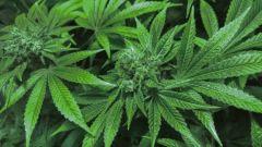 big bud + 55