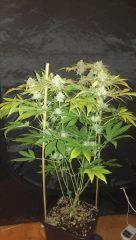 big bud + 57