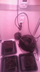 mise en pot