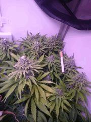 Flo 49 Haut