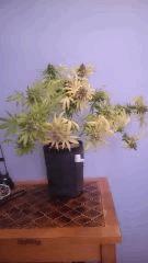 Critical Cheese F72