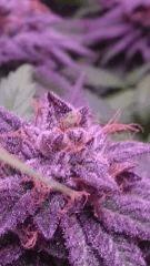 banane? Flowerbomb kush F+51