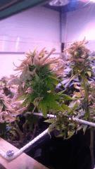 F45 cadette