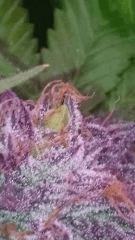 banane? Flowerbomb kush F+51