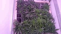 F12 Scrog18