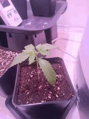 Cro  16 Flowerbomb kush