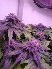 Flo56 Flowerbomb kush
