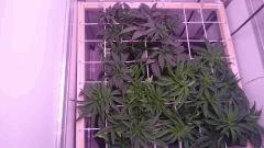 Scrog 11 F5