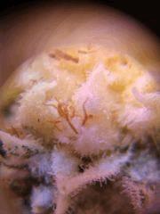 macro F45 ambre