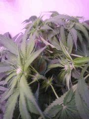 Black Dog Flo 20