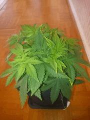 GWS Cro 37   Avec flash