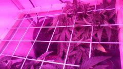 C33 Scrog 2(2)