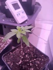 Cro  16 Great white shark