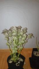 Flowerbomb kush Flo77