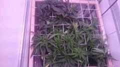 F13 Scrog7