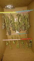 Flowerbomb kush Ghetto Dry Box