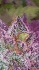banane? Flowerbomb kush F+51