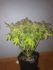Great White Shark F81