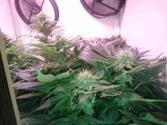 Flo 35 Afgooey