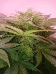 Flo34 Afgooey