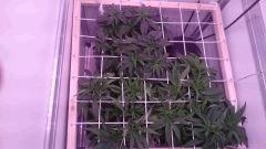 Scrog 8 F2