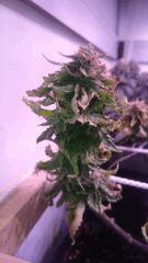 F45 petite