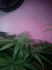 Flo34 Flowerbomb Kush