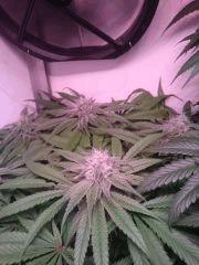 Black Dog Flo+40