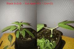 BDOG Cut Ap 1 Cro21