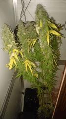 Chronic Thunder Flo 93