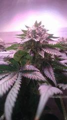 F45 Boss Bud