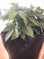 GWS Cro 37   feuilles Du Bas sans flash