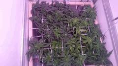 F14 Scrog20
