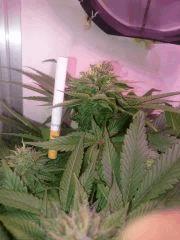Flo 49 Afgooey