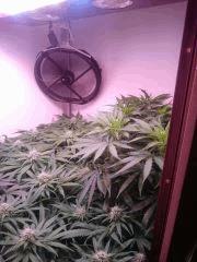 La Chronic Me Met dedans