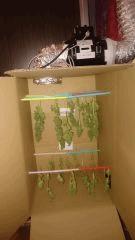 Caboose Ghetto Dry Box