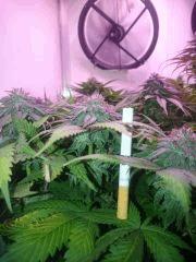 Flo 49 FBK
