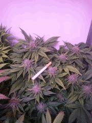 Flo 49 GWS haut