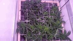 F10 Scrog16