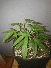 Critical Cheese Cro 36