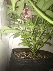 Purple Afghan Kush Flo29